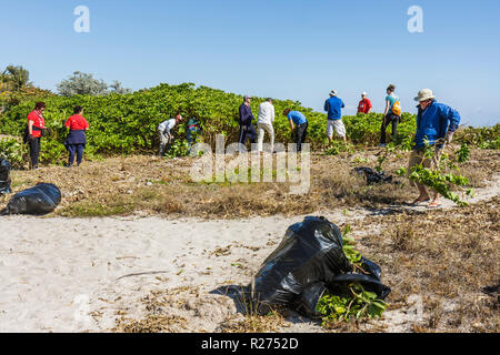 Miami Beach Florida,Surfrider Foundation,specie esotiche,invasive,rimozione delle piante,costa,dune di sabbia,volontari volontari volontari volontari lavoratori del lavoro di volontariato Foto Stock