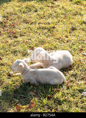 I giovani agnelli bianchi coccole e stabilisce una accanto all'altra su un campo erboso nel caldo sole Foto Stock