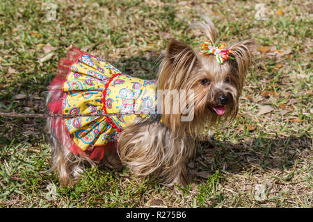 Miami Florida,Legion Park,Dogs on the Catwalk,cani,moda,trendy,lusso,alla moda,Yorkie,vestito,cani giocattolo,peloso,curato,coda di pony,visitatori tr Foto Stock