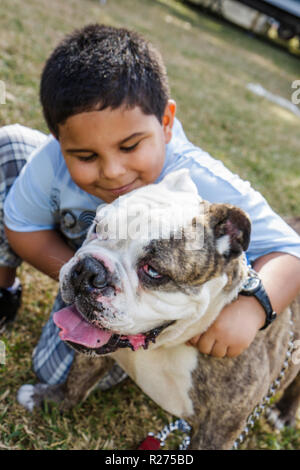 Miami Florida, Legion Park, cani sul passerella, cani di cane, moda, trendy, lusso, alla moda, Bulldog inglese, muso corto, ispanico latino Latino etnico imm Foto Stock