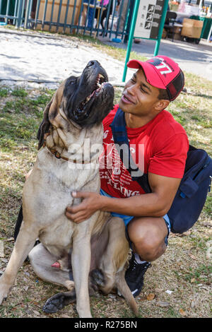 Miami Florida, Legion Park, cani sul passerella, cani, neri neri africani africani minoranza etnica, uomo uomini maschio adulti, grandi cani, animali domestici, Foto Stock