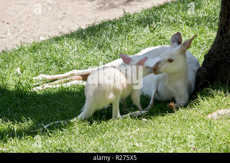 Joey sta per nuzzle sua madre Foto Stock