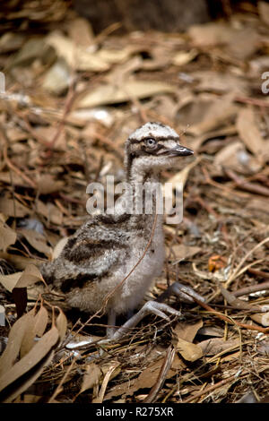 La uem Chick si è seduto sulle foglie Foto Stock