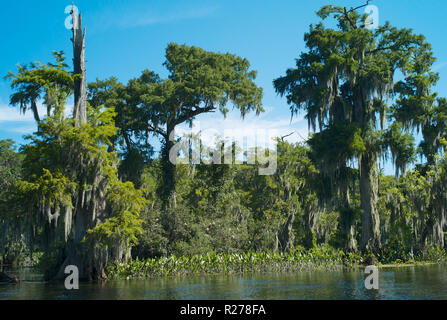 Il paesaggio è magico e con la palude cipresso con appeso muschio Spagnolo in Wakulla Springs State Park, Florida, Stati Uniti d'America Foto Stock