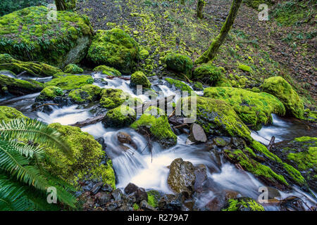 Rocce di muschio a Creek in Oregon il famoso Columbia River Gorge. Pacific Northwest Foto Stock