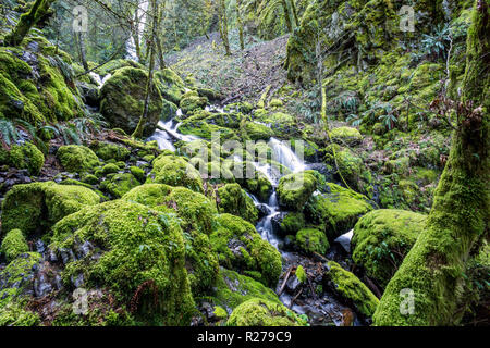 Rocce di muschio in un torrente in Oregon il famoso Columbia River Gorge. Pacific Northwest Foto Stock