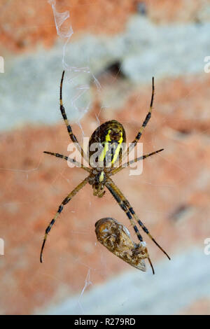 Nero e Giallo giardino spider argiope aurantia incarto di un insetto catturato nel suo web Zala county Ungheria Foto Stock