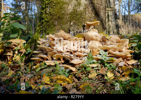 Il miele fungo armillaria mellea crescere intorno a un albero morto base Zala county Ungheria Foto Stock