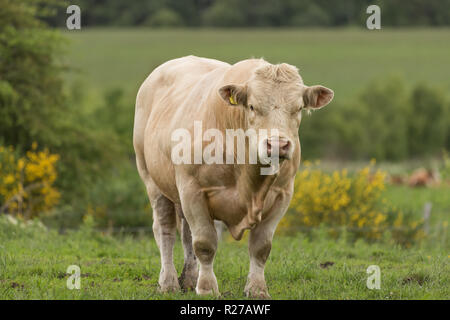 Pedigree Charolais bull free range in organico dei pascoli e boschi sulla fattoria scozzese Foto Stock