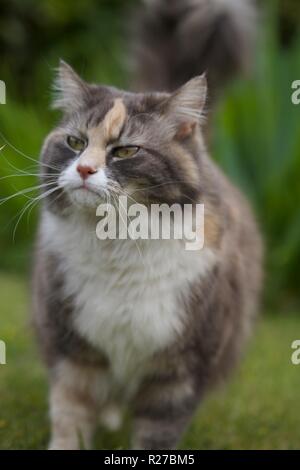 Curioso Cat dusky Foto Stock