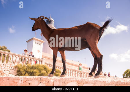 Capra si fermò sulla parete Foto Stock