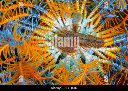 Stimpson di gamberi Snapping (Synalpheus stimpsoni), abita solo il disco centrale di crinoidi (Comanthus sp.), Halmahera, mare isole Molucche, Indonesia Foto Stock