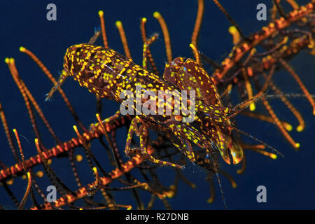 Stimpson di gamberi Snapping (Synalpheus stimpsoni), abita solo il disco centrale di crinoidi (Comanthus sp.), Halmahera, mare isole Molucche, Indonesia Foto Stock