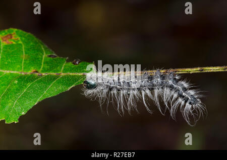 Noce falena Caterpillar, Datana integerrima, larva sul noce nero, Juglans nigra Foto Stock