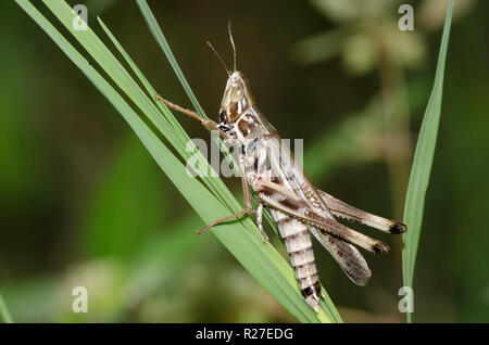 Ammirevole Grasshopper, Syrbula admirabilis, maschio Foto Stock