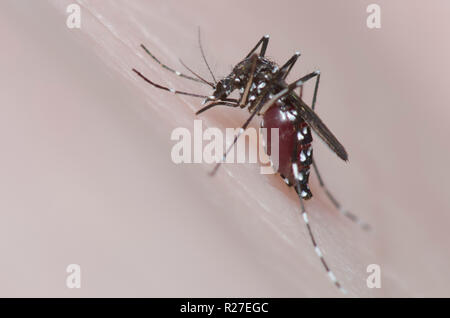 Asian zanzara tigre Aedes albopictus, mordere la pelle umana e engorging nel sangue Foto Stock