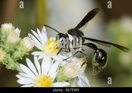 Vasaio Wasp, Eumenes fraternus, su bianco, Symphyotrichum ericoides Foto Stock