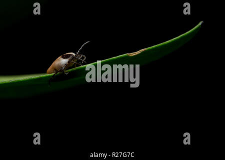 Spunta le foglie, erba Foto Stock