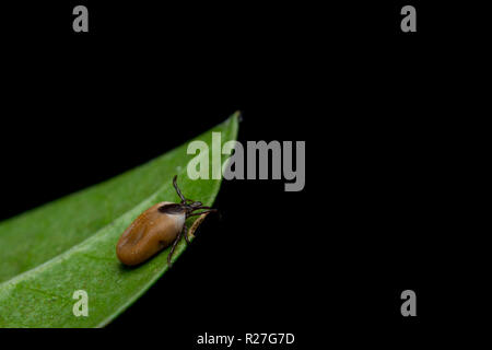 Spunta le foglie, erba Foto Stock