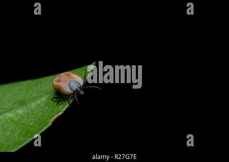 Spunta le foglie, erba Foto Stock