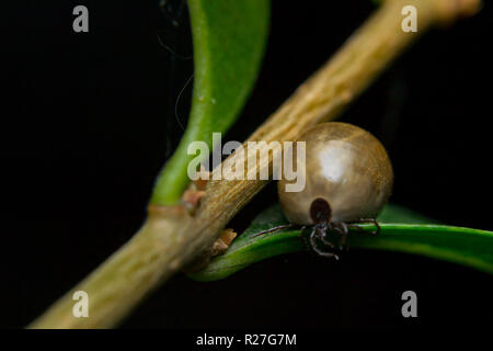 Spunta le foglie, erba Foto Stock