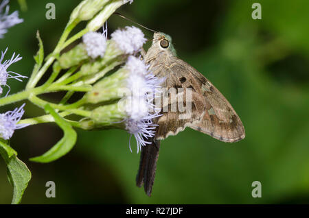Long-tailed Skipper, Urbanus proteus, sul fiore di nebbia, Conoclinium sp. Foto Stock