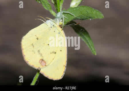 Il ragno granchio, Famiglia Thomisidae, con piccolo giallo, Pyrisitia lisa, sul fiore di nebbia, Conoclinium sp. Foto Stock