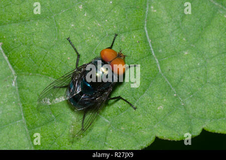 Latrina orientali Fly, Chrysomya megacephala, maschio Foto Stock