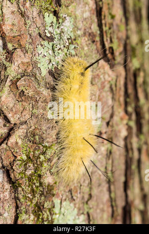 Un Americano di pugnale Tarma (Acronicta americana) caterpillar (larva) posatoi sul lato di un albero. Foto Stock