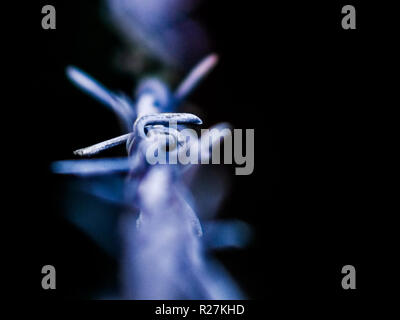 La sezione del filo spinato tesa su di una recinzione. Foto Stock