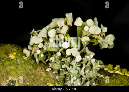 Un lichene del genere Ramalina cresce su alberi che fiancheggiano un sentiero pubblico. Il lichen illustrato corrisponde alla descrizione per Ramalina fastigiata ma questo Foto Stock