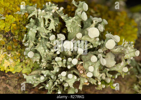 Un lichene del genere Ramalina cresce su alberi che fiancheggiano un sentiero pubblico. Il lichen illustrato corrisponde alla descrizione per Ramalina fastigiata ma questo Foto Stock