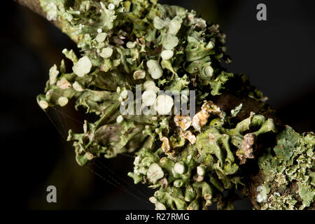 Un lichene del genere Ramalina cresce su alberi che fiancheggiano un sentiero pubblico. Il lichen illustrato corrisponde alla descrizione per Ramalina fastigiata ma questo Foto Stock