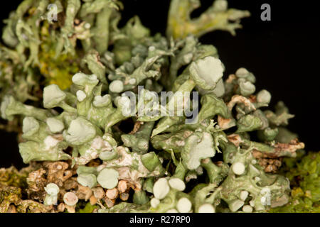 Un lichene del genere Ramalina cresce su alberi che fiancheggiano un sentiero pubblico. Il lichen illustrato corrisponde alla descrizione per Ramalina fastigiata ma questo Foto Stock