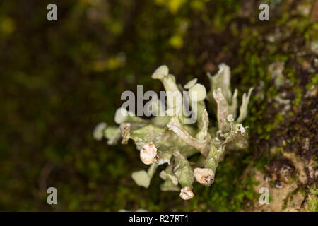 Un lichene del genere Ramalina cresce su alberi che fiancheggiano un sentiero pubblico. Il lichen illustrato corrisponde alla descrizione per Ramalina fastigiata ma questo Foto Stock