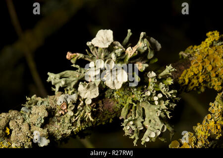 Un lichene del genere Ramalina cresce su alberi che fiancheggiano un sentiero pubblico. Il lichen illustrato corrisponde alla descrizione per Ramalina fastigiata ma questo Foto Stock