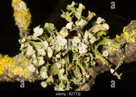 Un lichene del genere Ramalina cresce su alberi che fiancheggiano un sentiero pubblico. Il lichen illustrato corrisponde alla descrizione per Ramalina fastigiata ma questo Foto Stock