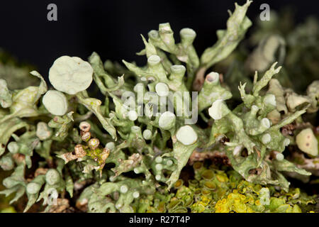 Un lichene del genere Ramalina cresce su alberi che fiancheggiano un sentiero pubblico. Il lichen illustrato corrisponde alla descrizione per Ramalina fastigiata ma questo Foto Stock