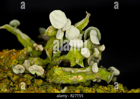 Un lichene del genere Ramalina cresce su alberi che fiancheggiano un sentiero pubblico. Il lichen illustrato corrisponde alla descrizione per Ramalina fastigiata ma questo Foto Stock