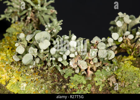 Un lichene del genere Ramalina cresce su alberi che fiancheggiano un sentiero pubblico. Il lichen illustrato corrisponde alla descrizione per Ramalina fastigiata ma questo Foto Stock