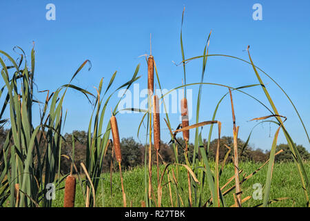 Basso angolo vista sul pettine macis. Queste lamelle di grandi dimensioni vengono talvolta chiamati giunchi. Foto Stock