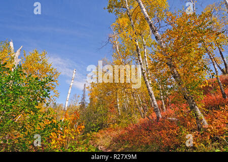 I colori dell'autunno sul sentiero lungo il fiume in Gooseberry Falls State Park Foto Stock