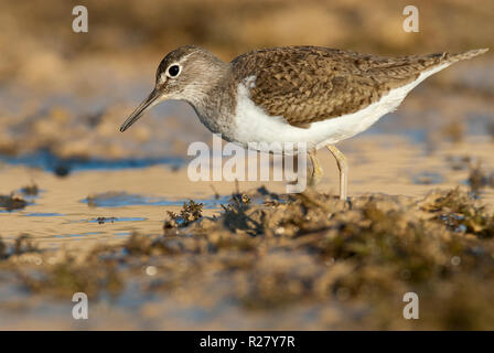 Piro-piro piccolo - Actitis hypoleucos cercando il cibo in acqua e fango Foto Stock