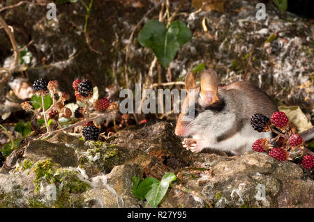 Quercino, Eliomys quercinus, in cerca di cibo in campagna Foto Stock