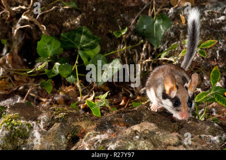 Quercino, Eliomys quercinus, in cerca di cibo in campagna Foto Stock