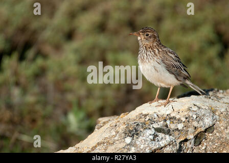 Allodola di Dupont, Chersophilus duponti, nel suo habitat, Spagna Foto Stock