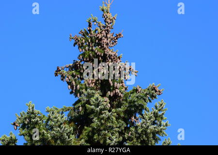 Cono di abete o cono di frutta di una conifera nella foresta di autunno situato ai piedi della montagna del Hunsrück alta foresta nella campagna della Saar Foto Stock