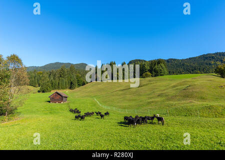 Buckelwiesen o prati hummocky nel villaggio di Gerold, Krün, colline ai piedi delle Alpi, Alta Baviera, Baviera, Germania meridionale, Europa Foto Stock