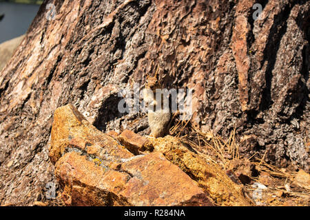 Questa è una foto di uno Scoiattolo striado guardando verso la telecamera su una roccia, nella parte anteriore di un albero in natura. Foto Stock