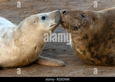 Donna Nook, Lincolnshire, Regno Unito. 17 Nov, 2018. Visitatori trattate al blu del cielo e mite giorno di novembre durante la guarnizione annuale allevamento e cuccioli di foca parto presso la RAF il bombardamento di gamma. Credito: Clifford Norton/Alamy Live News Foto Stock